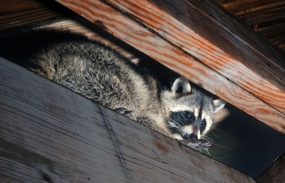 In-article image for the article "Ways to Weatherproof Your Home For Wildlife"
