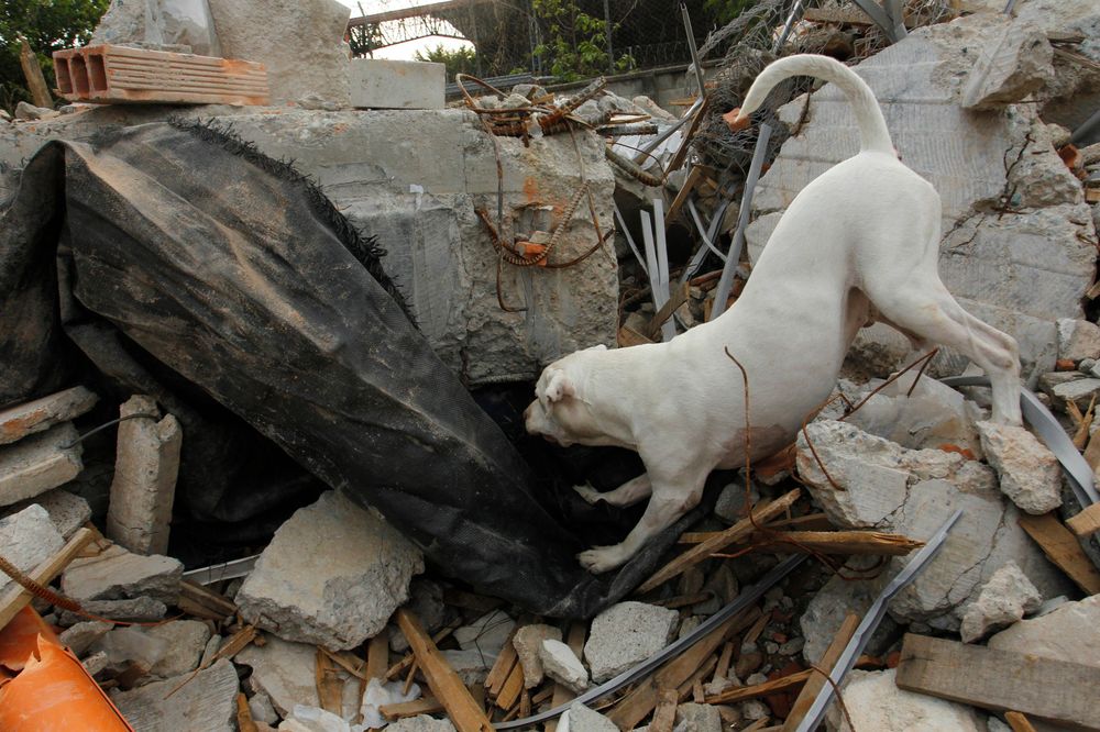 Featured image for the article "Rescue Dogs Helping Recover Bodies Following Earthquake in Taiwan"