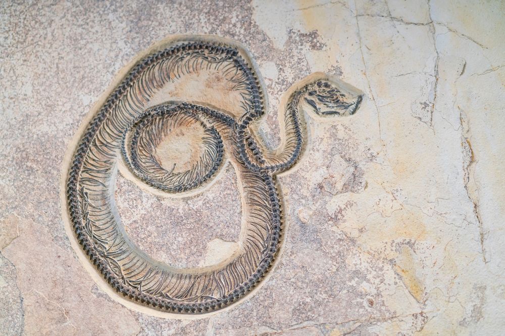 Featured image for the article "Ancient Monster Unearthed as India Discovers Fossilized Remains of Gigantic Snake"