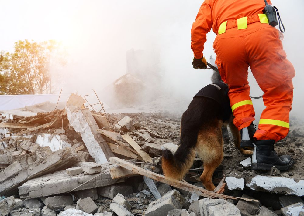 In-article image for the article "Rescue Dogs Helping Recover Bodies Following Earthquake in Taiwan"