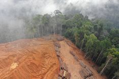 Featured image for the article "The Dangers of Widespread Deforestation"
