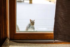 Featured image for the article "Ways to Weatherproof Your Home For Wildlife"