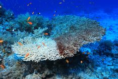 Featured image for the article "What is Coral Bleaching and Why Is It Dangerous?"