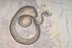 Featured image for the article "Ancient Monster Unearthed as India Discovers Fossilized Remains of Gigantic Snake"