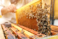 Featured image for the article "Extreme Heat is Killing Honeybees and Their Homes"