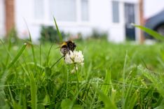 Featured image for the article "Is Climate Change Affecting Bumblebees?"