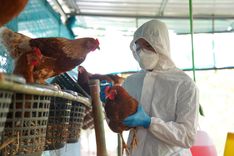 Featured image for the article "New Regulations Put into Place as Bird Flu Spreads in Dairy Cows"
