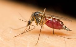 Featured image for the article "An Uptick of West Nile Virus Cases Concern Public Health Experts "