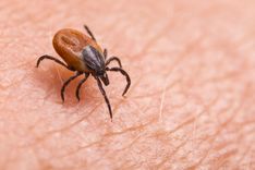 Featured image for the article "Where Do Ticks Come From, How to Protect Yourself, and More"